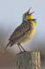 Singing Western Meadowlark IMG_7381 Slide #00000-00000