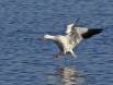 Snow Goose set for a water landing IMG_1018 Slide #00000-00000