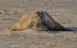 Southern Elephant Seal Bull using sand mound as a pillow 0R7E7049 Slide #00000-00000