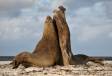 Southern Elephant Seals in dominance fight 0R7E6557 Slide #00000-00000
