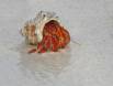 Strawberry Hermit Crab strolling on Cocos-Keeling beach _MG_2980 Slide #00000-00000