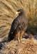 Striated Caracara portrait 0R7E6701 Slide #00000-00000