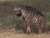 Striped Hyena on the plains at Ndutu IMG_0676 Slide #00000-00000
