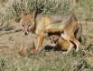 Swift Fox Vixen interacts with her kits IMG_0020 Slide #00000-00000
