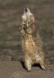 The jump-yip of a Western black-tailed Prairie Dog IMG_0886 Slide #00000-00000