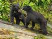 Two Black Bear juveniles have an encounter atop a log at Anan Creek CGS15801 Slide #00000-00000
