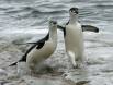 Two Chinstrap Penguins make a South Orkneys landing _MG_7889 Slide #00000-00000