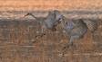 Two Greater Sandhill Cranes landing in unison CGS16833 Slide #00000-00000