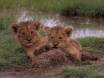Two Lion Cubs resting after a play period IMG_8125 Slide #00000-00000