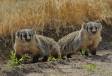 Two North American Badgers checking me out CGS11307 Slide #00000-00000