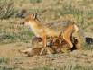 Vixen Swift Fox standing so her eight kits could nurse IMG_0523 Slide #00000-00000