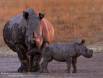 White Rhino-mother and calf IMG_0987 Slide #00000-00000