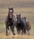 Wild Horses in single file Slide #00000-00000