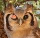 Winking Verreauxs Owl CGS12536 Slide #00000-00000