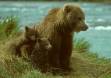 Brown bear sow with twin cubs close for protection watches the fishing activity on mcneil cs alaska 00050-00904 Slide #00050-00904