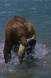 Brown bear boar with dog salmon catch heads for safety of the bank to eat cs alaska 00050-01409 Slide #00050-01409