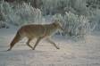 Coyote out hunting on a cold morning after a snow storm cs wy 00220-02702 Slide #00220-02702