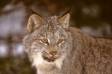 Lynx portrait in winter controlled conditions rs mt 00723-01203 Slide #00723-01203
