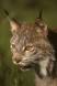 Portrait of a lynx with summer green background controlled conditions rs mt 00723-01302 Slide #00723-01302