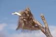 Porcupine trying to climb atop branch cs wy 00910-00114 Slide #00910-00114