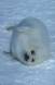 Harp seal pup waiting peacefully on the ice for its mother to come and nurse rs queb 01037-00312 Slide #01037-00312