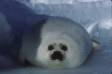 Whitecoat harp seal pup rests and sleeps on ice between nursing sessions rs queb 01037-01113 Slide #01037-01113