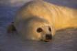 2 or 3 day old harp seal resting on ice gulf of st lawrence rs can 01037-01809 Slide #01037-01809