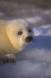 Portrait of a harp seal pup taken in the gulf of st lawrence rs queb 01037-02303 Slide #01037-02303