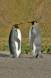 King Penguin pair note one on left has rocked back on its heels 04025-00311 Slide #04025-00311