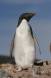 Adelie Penguin adult at rookery Aptenodytes patagonicus CS Antarctica 04200-00101 Slide #04200-00101