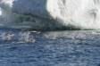 Adelie Penguins porpoise out to sea to fish Aptenodytes patagonicus CS Antarctica 04200-00102 Slide #04200-00102