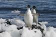 Adelie Penguins coming out of the sea and navigating ice blocks Aptenodytes patagonicus CS Antarctica 04200-00103 Slide #04200-00103