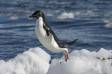 Adelie Penguin jumps from ice block to ice block Aptenodytes patagonicus CS Antarctica 04200-00104 Slide #04200-00104
