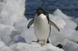 Adelie Penguin returning to rookery after feeding at sea Aptenodytes patagonicus CS Antarctica 04200-00105 Slide #04200-00105
