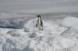 Lonely Adelie Penguin on pack ice Aptenodytes patagonicus CS Antarctica 04200-00106 Slide #04200-00106