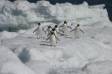 Adelie Penguin group on pack ice Aptenodytes patagonicus CS Antarctica 04200-00109 Slide #04200-00109