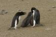 Adelie Penguin feeding ravenous chicks another adult watches Aptenodytes patagonicus CS Antarctica 04200-00110 Slide #04200-00110