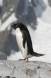 Lonely Adelie Penguin at colony with Antarctic glacier in back Aptenodytes patagonicus CS Antarctica 04200-00111 Slide #04200-00111