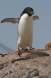 Adelie Penguin hops from rock to Krill splattered rock Aptenodytes patagonicus CS Antarctica 04200-00112 Slide #04200-00112