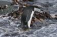 Chinstrap Penguin ready to dive into sea in search of food Pygoscelis antarctica CS Antarctica 04201-00101 Slide #04201-00101