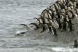 Chinstrap Penguins going to sea in search of food Pygoscelis antarctica CS Antarctica 04201-00102 Slide #04201-00102