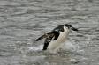 Chinstrap Penguin just coming ashore after feeding session at sea Pygoscelis antarctica CS Antarctica 04201-00105 Slide #04201-00105