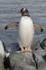 Adult Gentoo Penguin flaps wings to cool off Pygoscelis papua CS Antar 04204-00105 Slide #04204-00105