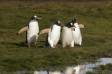 Four Gentoo Penguin waddle back to their nest from feeding at sea Pygoscelis papua CS Antar 04204-00111 Slide #04204-00111