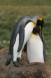 King Penguin pair courting atop grass hummock Aptenodytes patagonicus CS S Geo 04205-00303 Slide #04205-00303