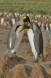 King Penguin pair courting atop grass hummock Aptenodytes patagonicus CS S Geo 04205-00305 Slide #04205-00305