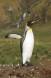 King Penguin exercising flippers to cool down Aptenodytes patagonicus CS S Geo 04205-00310 Slide #04205-00310