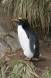 Macaroni Penguin adult Eudyptes chrysolophus CA Antar 04206-00101 Slide #04206-00101