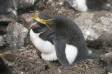Macaroni Penguin on nest warming burrowing chick Eudyptes chrysolophus CA Antar 04206-00102 Slide #04206-00102