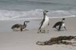 Three Magellanic Penguins-immature-return from fishing at sea Spheniscus magellanicus CS Falk 04207-00303 Slide #04207-00303
